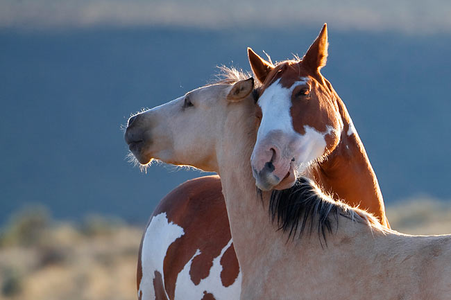 Heartwarming moment between rescued mustang and caregiver, showcasing the deep bonds formed through our rehabilitation work