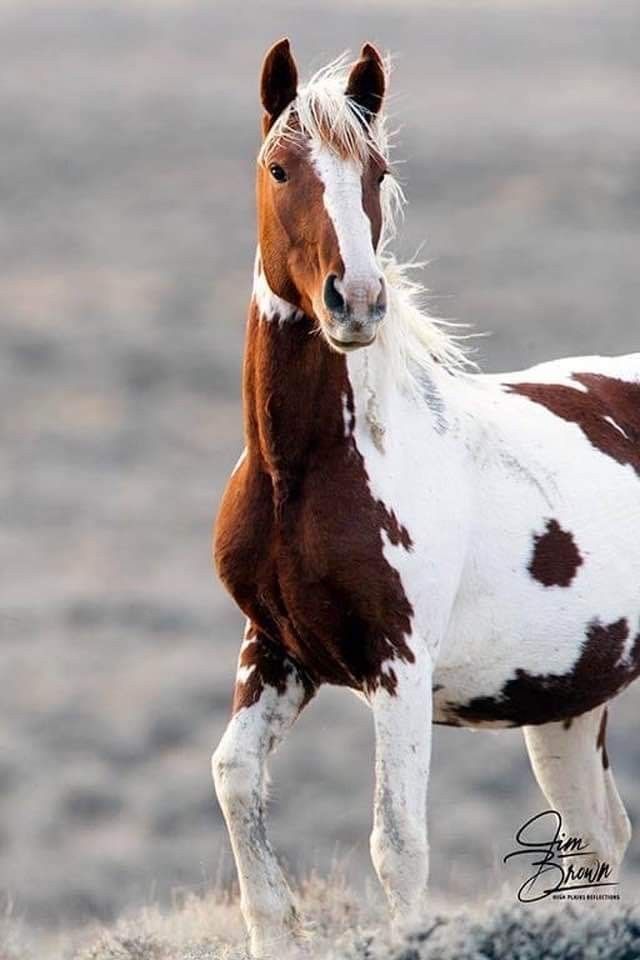 Close-up portrait of rescued wild mustang with gentle eyes, representing our commitment that every horse counts